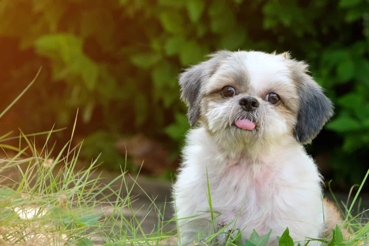 Front innocent face of young Shih Tzu dog, long tongue and doubtful, on green lawn with soft light