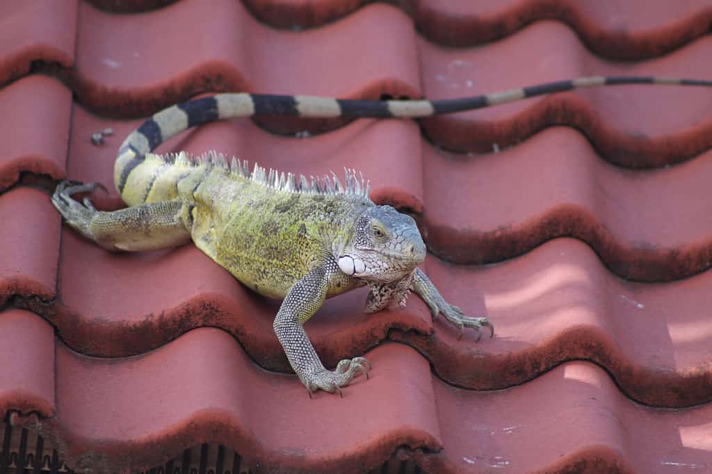 Big lizard on the roof