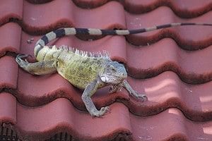 Discover 5 Smells Lizards Absolutely Hate and Keep Them Out of Your House Picture