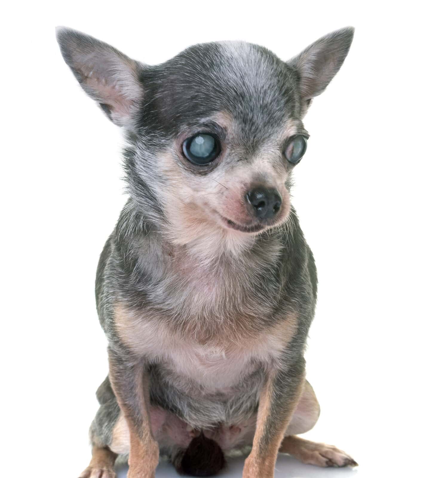 chihuahua with cataract in front of white background