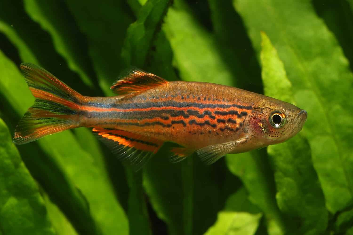 Freshwater Danio, kyathit fire ring barb from India and Sri Lanka