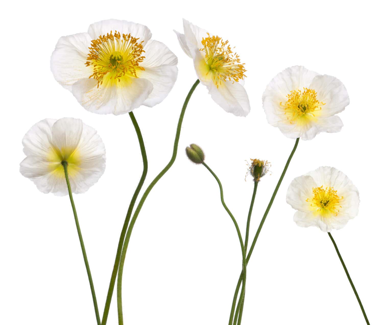 White Alpine poppy, Papaver alpinum, in front of white background