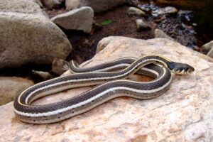 Black-Necked Garter Snake: Habitat, Diet, and Identification Tips Picture
