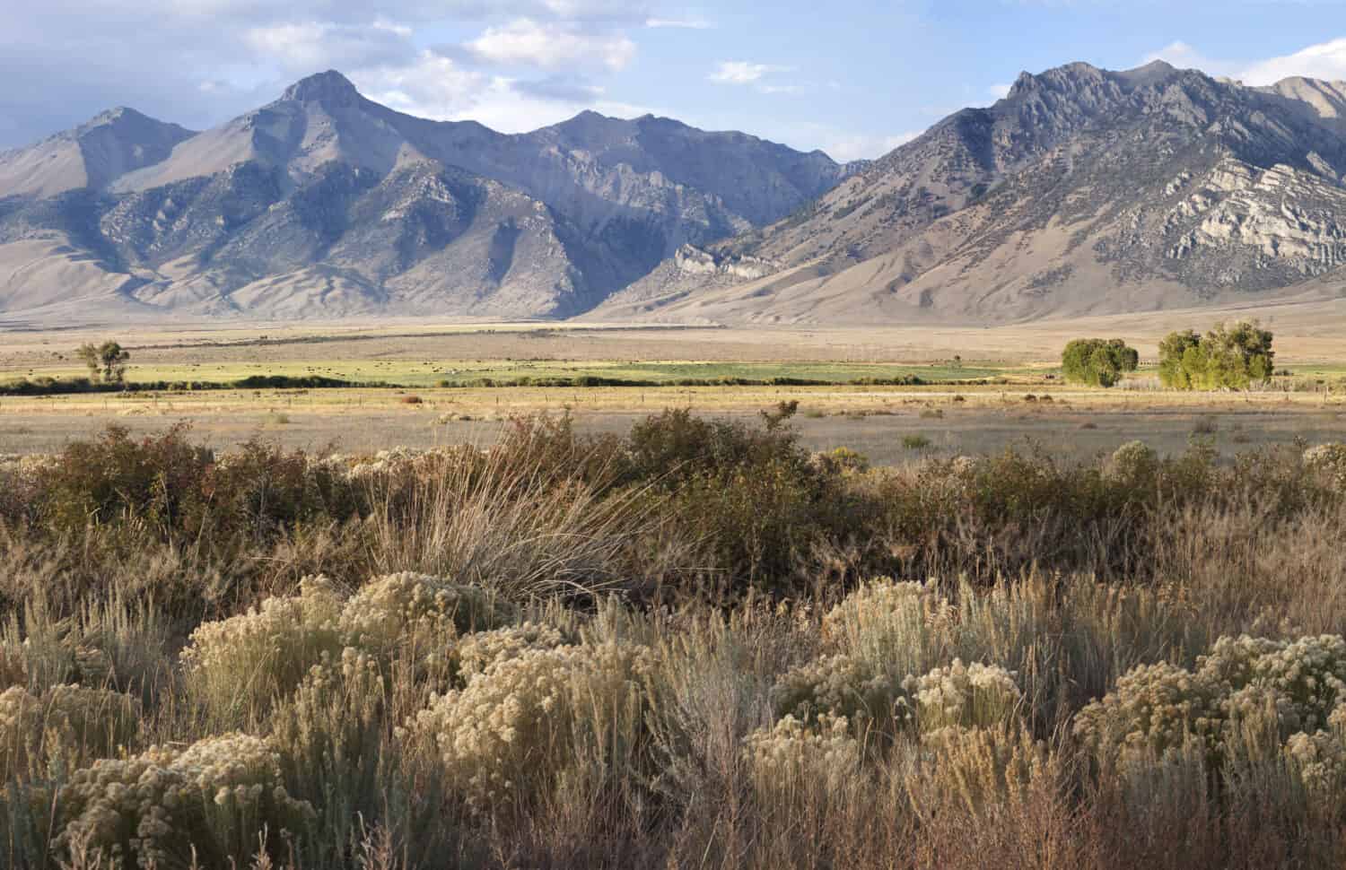 Mount McCaleb, near Mackay Idaho, Custer county Salmon Challis national Forest