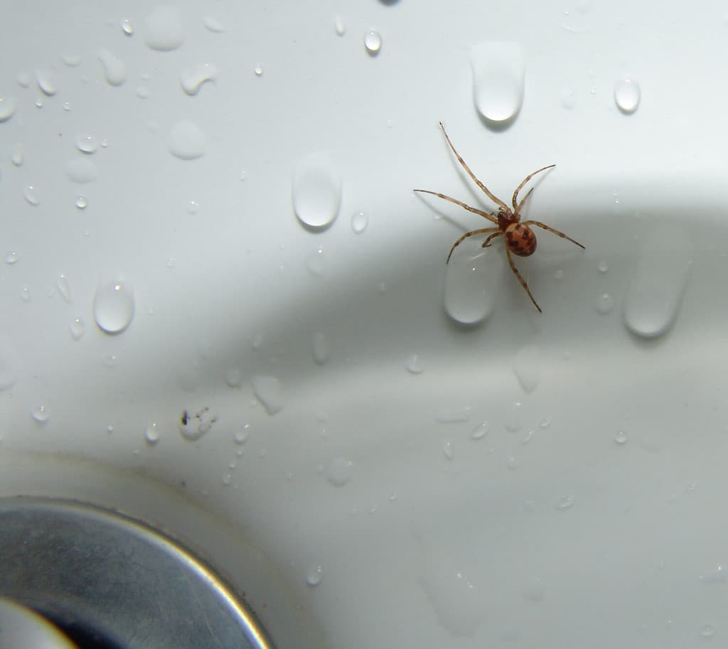 Spider in a Sink