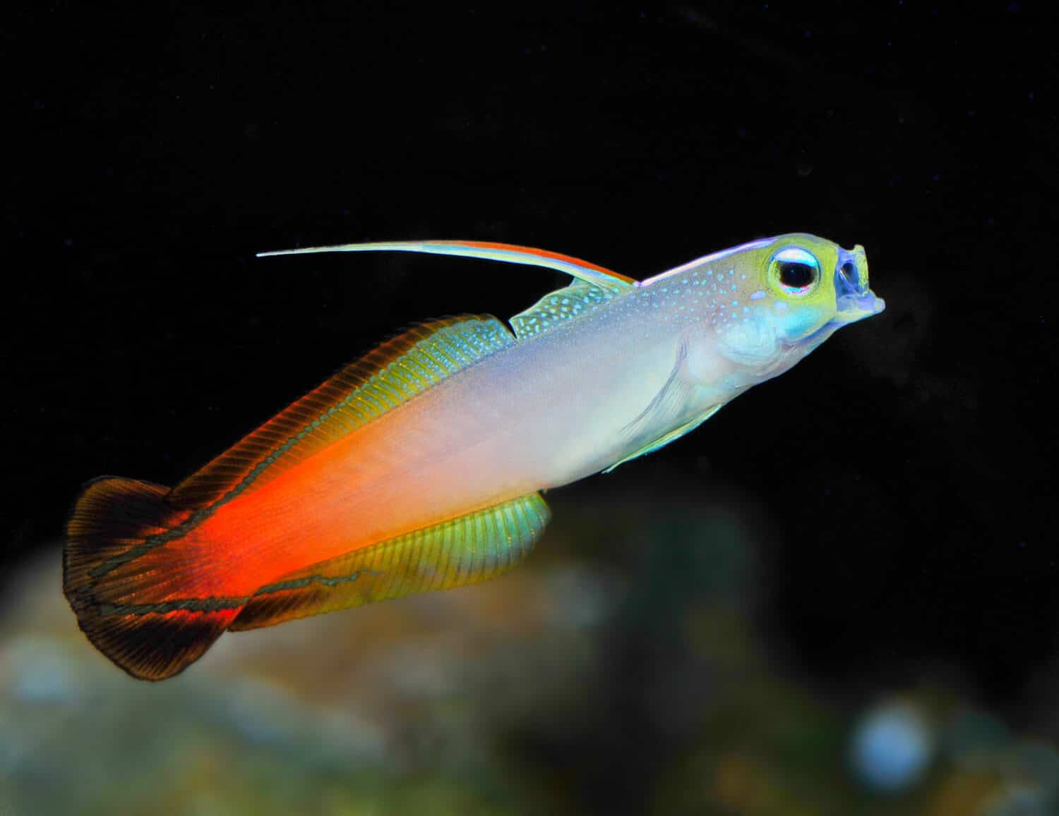 Firefish, Fire Goby or Fire Dartfish