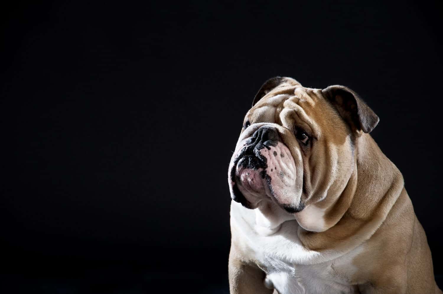 Cute english bulldog portrait isolated on black