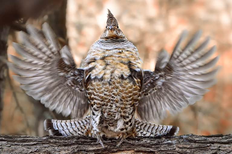 Ruffed grouse, Bonasa umbellus, open wings, taken in Minnesota, in wild, Agnieszka Bacal.