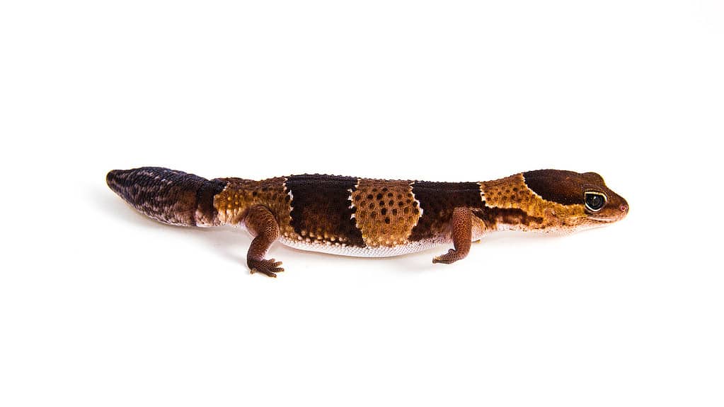 Hemitheconyx caudicinctus - a juvenile African fat-tailed gecko walking around. The colorful animal is isolated on a white background. The stiped, young, friendly looking reptile seems to be smiling