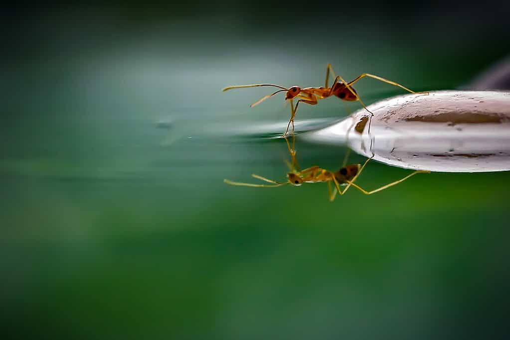 An ant standing on a leaf drinking water from a pond.