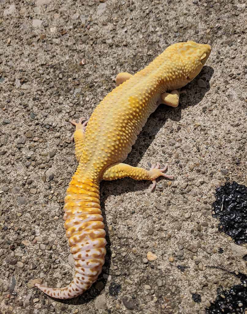 beautiful sunglow albino leopard gecko