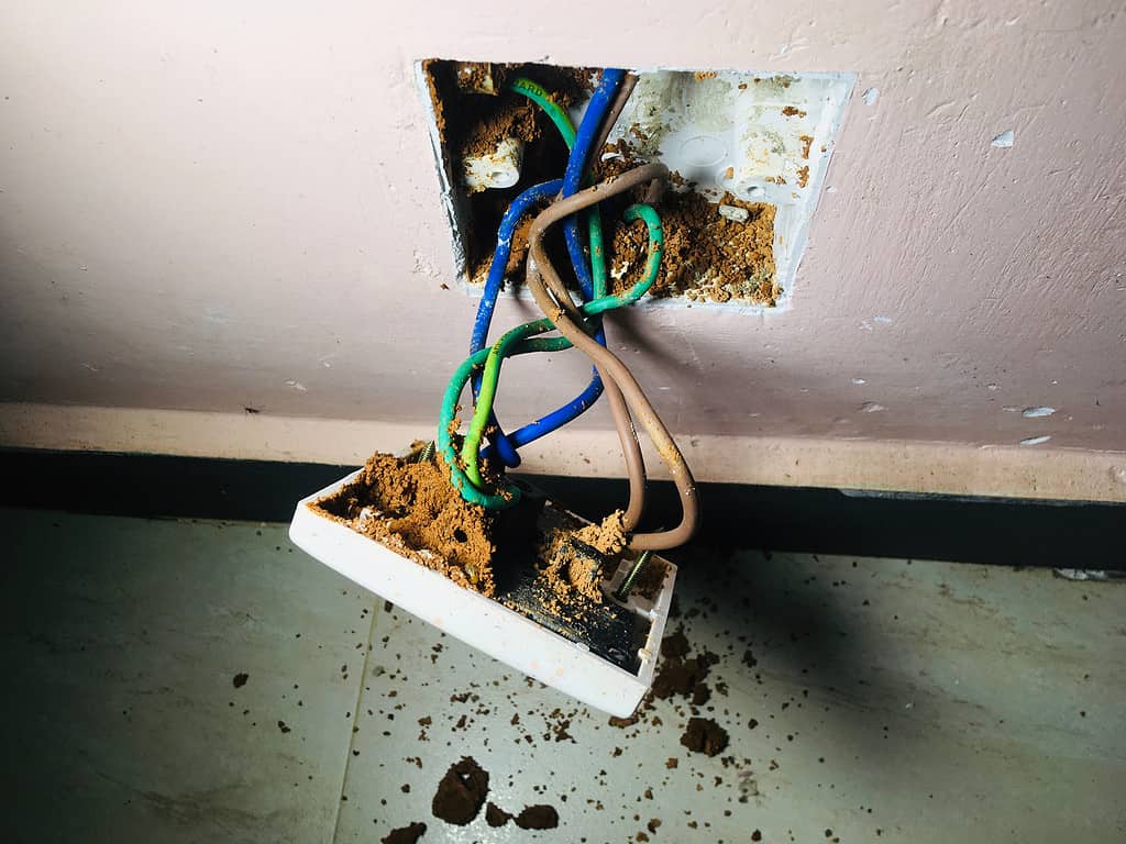 nest of ants in a power outlet at home