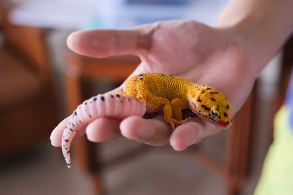 Tangerine coloured skin Leopard Gecko in the palm of a man's hand
