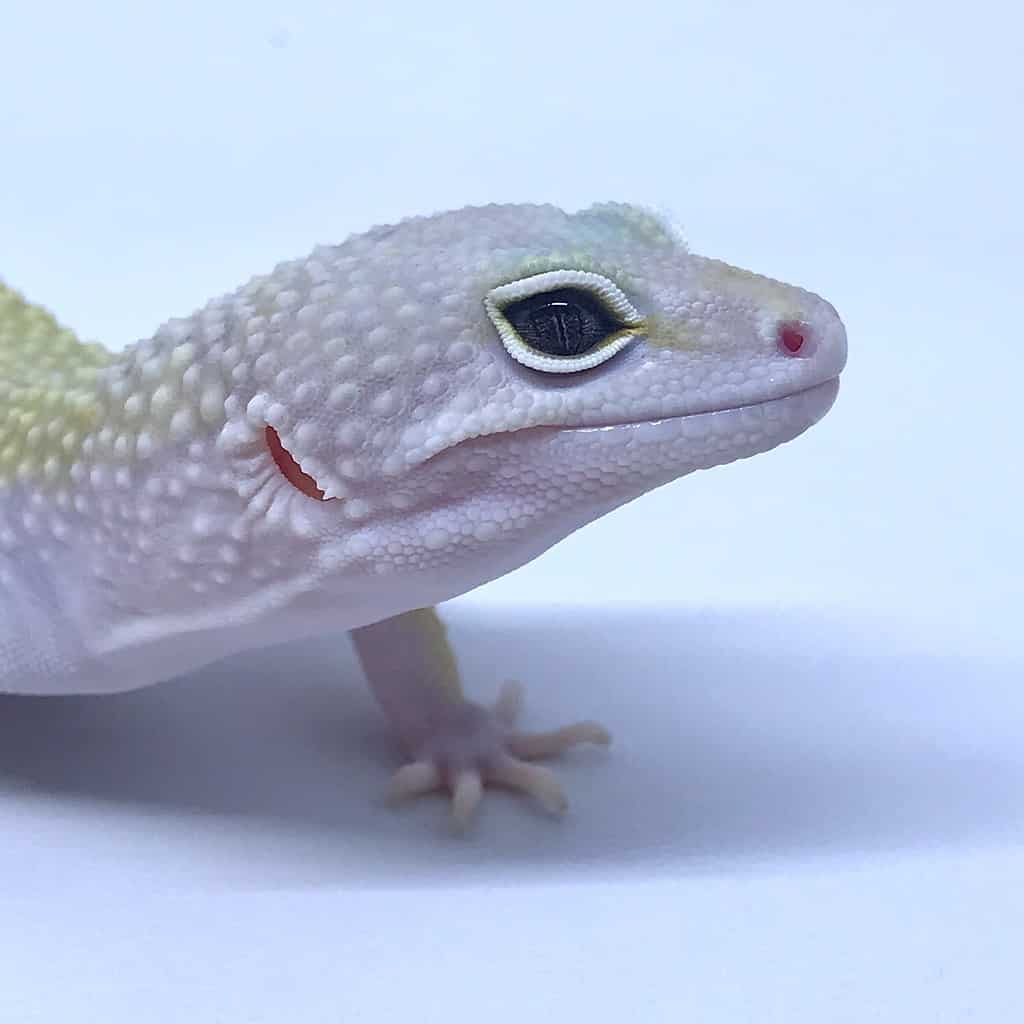 Leopard Gecko Murphy Patternless Morph