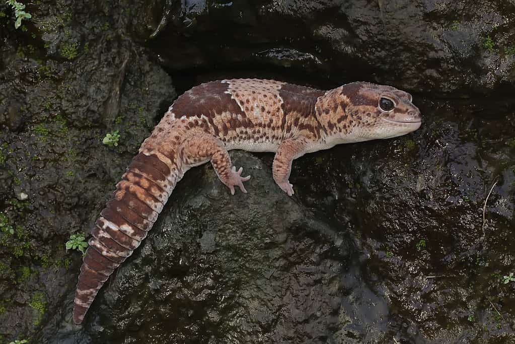 An African fat tailed gecko is sunbathing before starting his daily activities. This reptile has the scientific name Hemitheconyx caudicinctus.