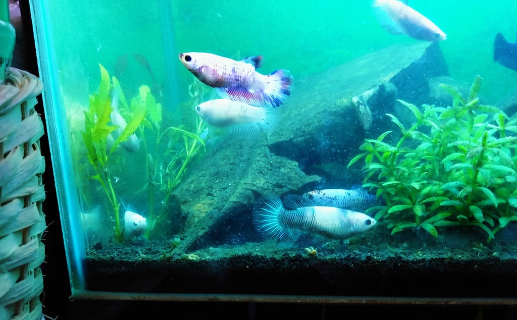 There are some betta fish wih light pink color in an aquarium