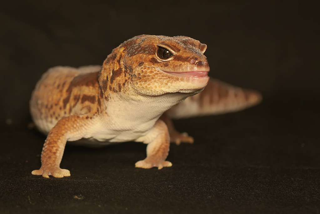 An African fat tailed gecko is sunbathing before starting his daily activities. This reptile has the scientific name Hemitheconyx caudicinctus.