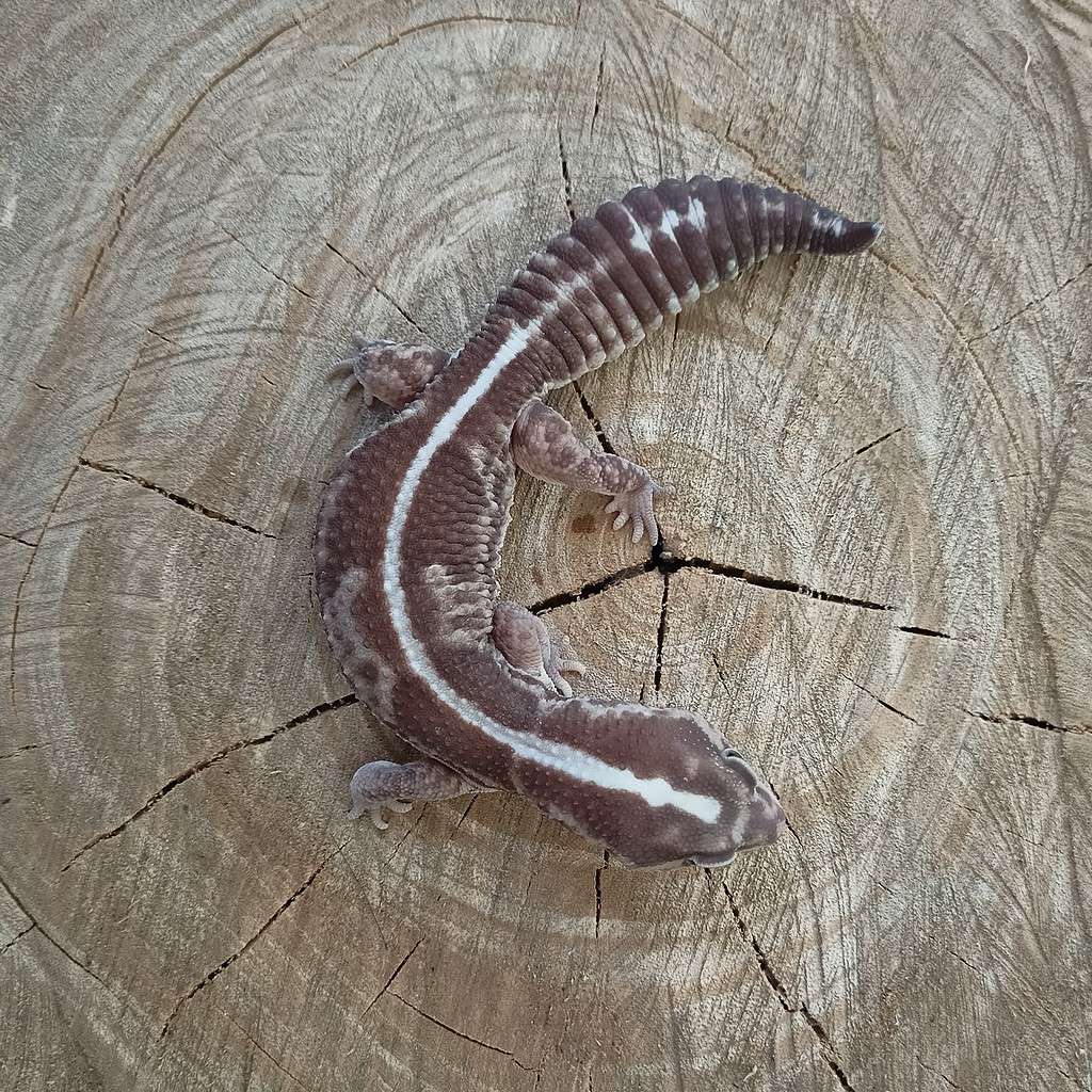striped african fat tailed gecko on the wood backgroud