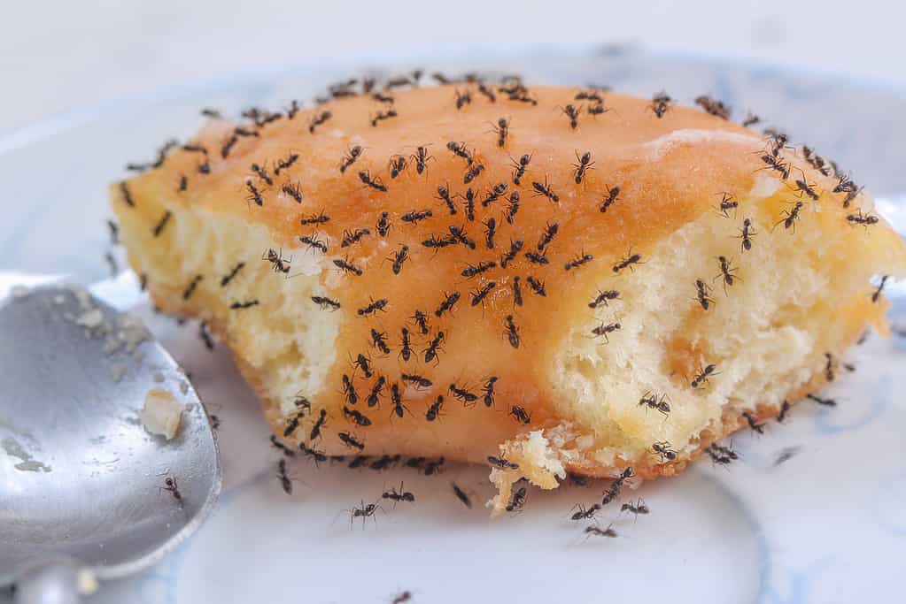 Black ants eating sugar on donut