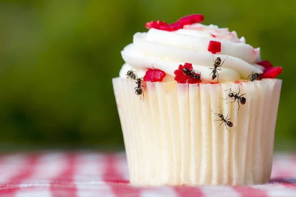 Closeup view of ants on a cupcake. There are several ants. Cupcake is on a red and white checkered tablecloth.