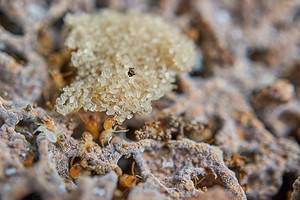 Termites in Oregon: Types, Risks, and How to Prevent Them Picture
