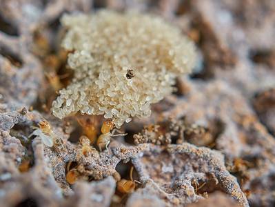 A Termites in Oregon: Types, Risks, and How to Prevent Them