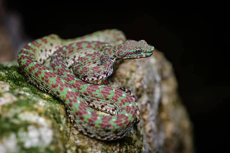 New species: Limestone Eyelash Pit Viper (Trimeresurus ciliaris), Thailand