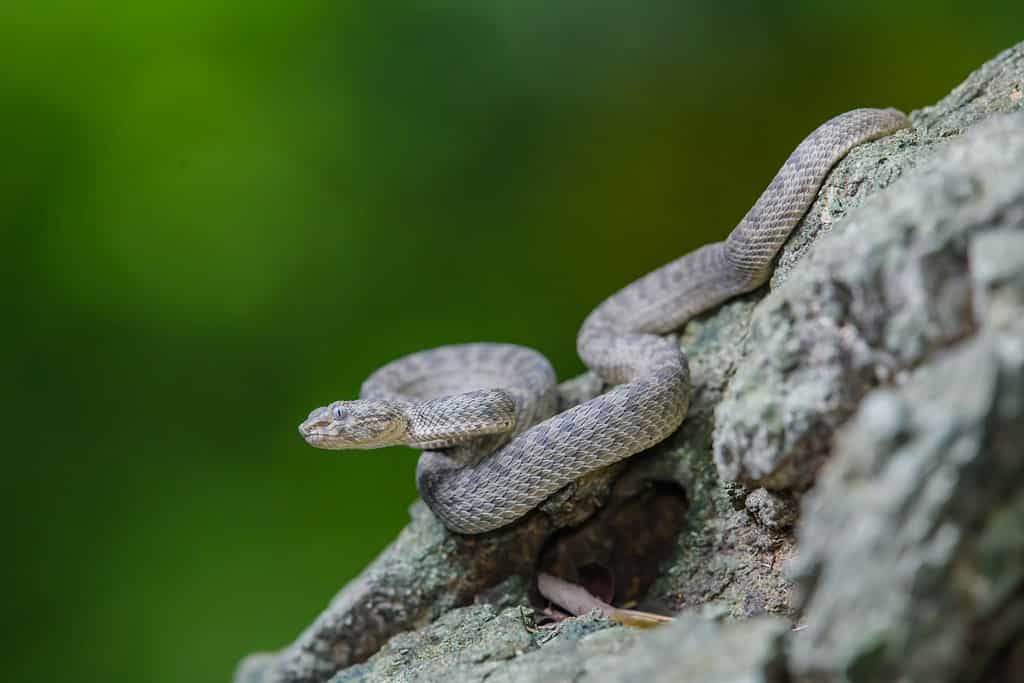 The Kanburi Pit Viper (Trimeresurus kanburiensis), Thailand