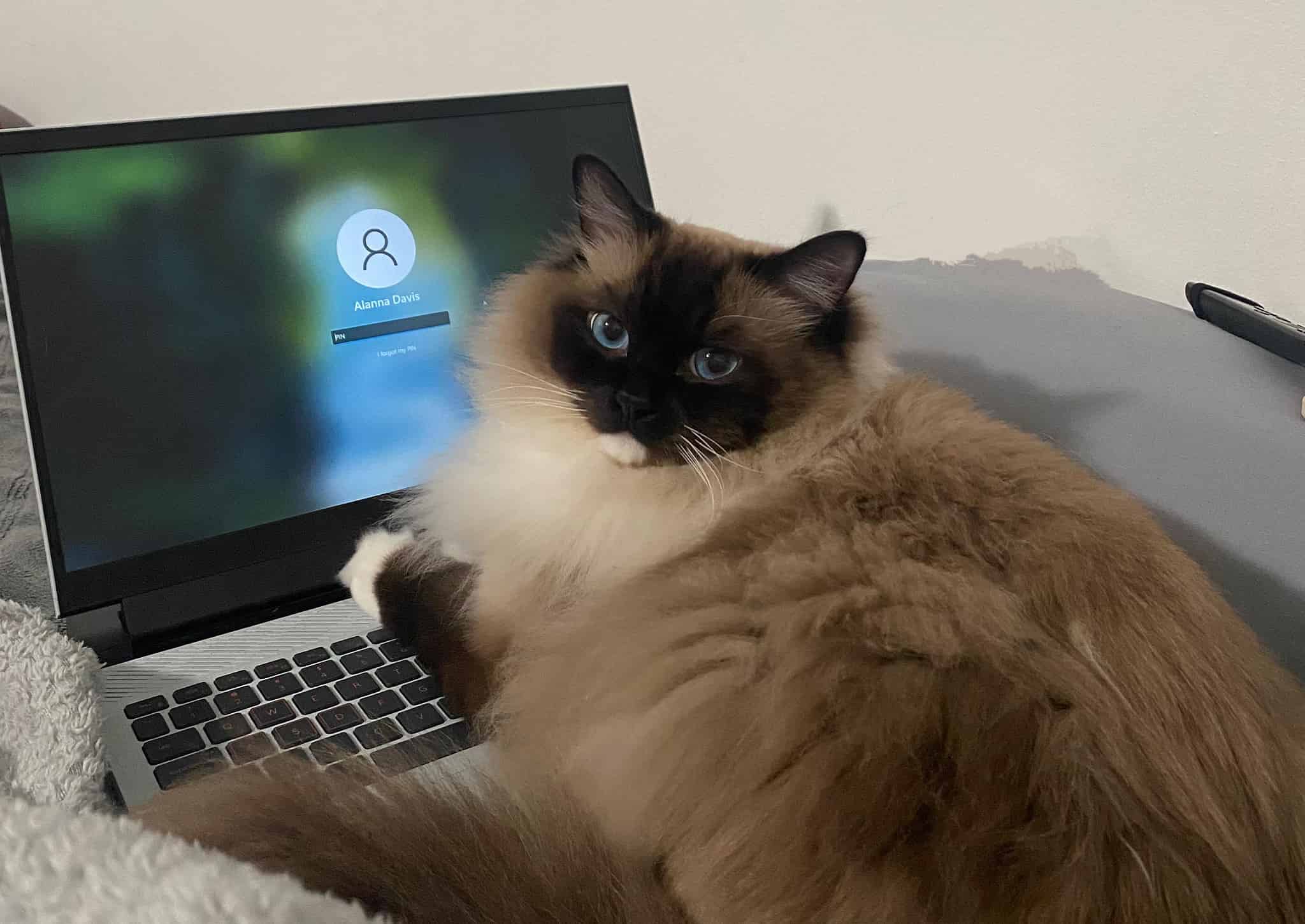 Ragdoll Colors Rarest to Most Common AZ Animals