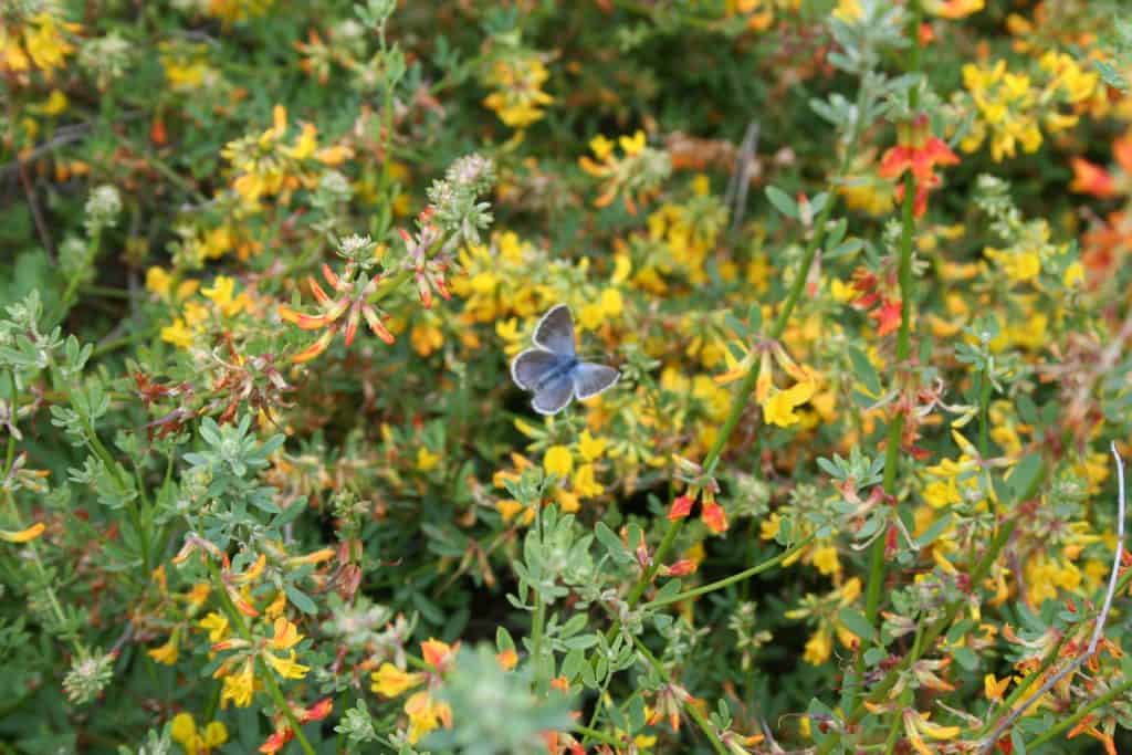 Palos Verdes blue butterfly