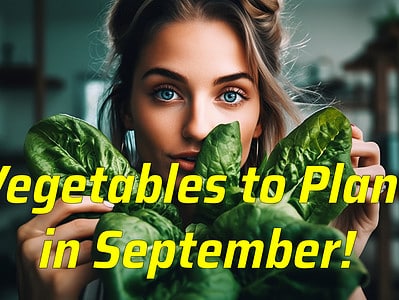 A 12 Amazing Leafy Green Vegetables You Can Plant in September