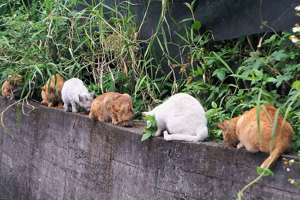Stray cats in China get cared for by locals.