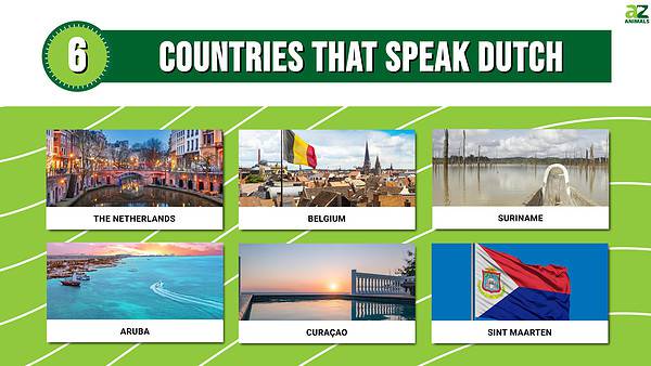 6 Countries That Speak Dutch In 2024 A Z Animals   01cb66527224f18d07c55c995e4aee6abec576da 600x338 