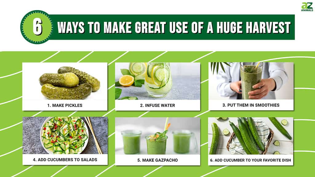 6 Ways to Use Excess Cucumbers