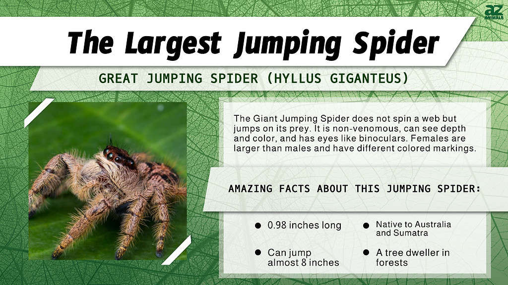 "Largest" infographic for the Largest Jumping Spider, the Hyllus Giganteus.