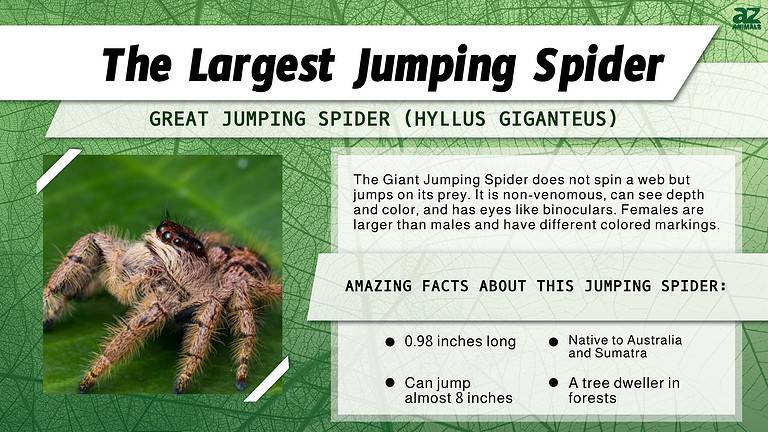 Meet The Largest Jumping Spider in the World - A-Z Animals