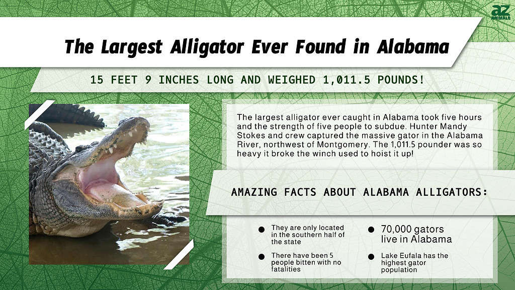 The Largest Alligator Ever Found in Alabama