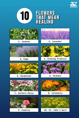 10 Beautiful Flowers That Mean Healing - A-Z Animals