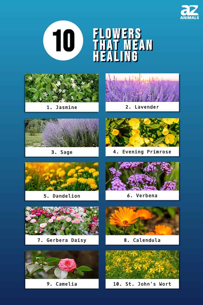 Infographic of 10 Flowers That Mean Healing