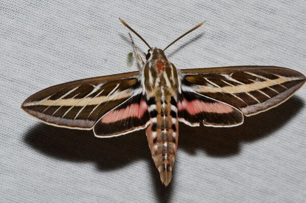 The 5 Most Common Moths You'll Find in Arizona - A-Z Animals