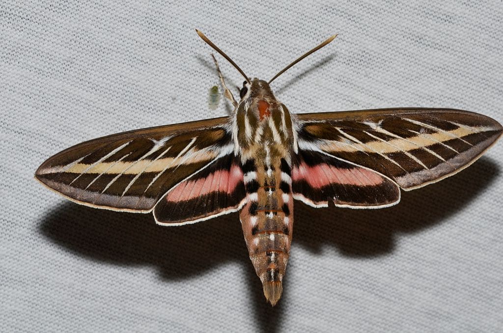  White-Lined Sphinx (Hyles Lineata) is one of the most common moths in Ohio.