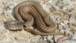 Different Snake Scale Types - A-Z Animals
