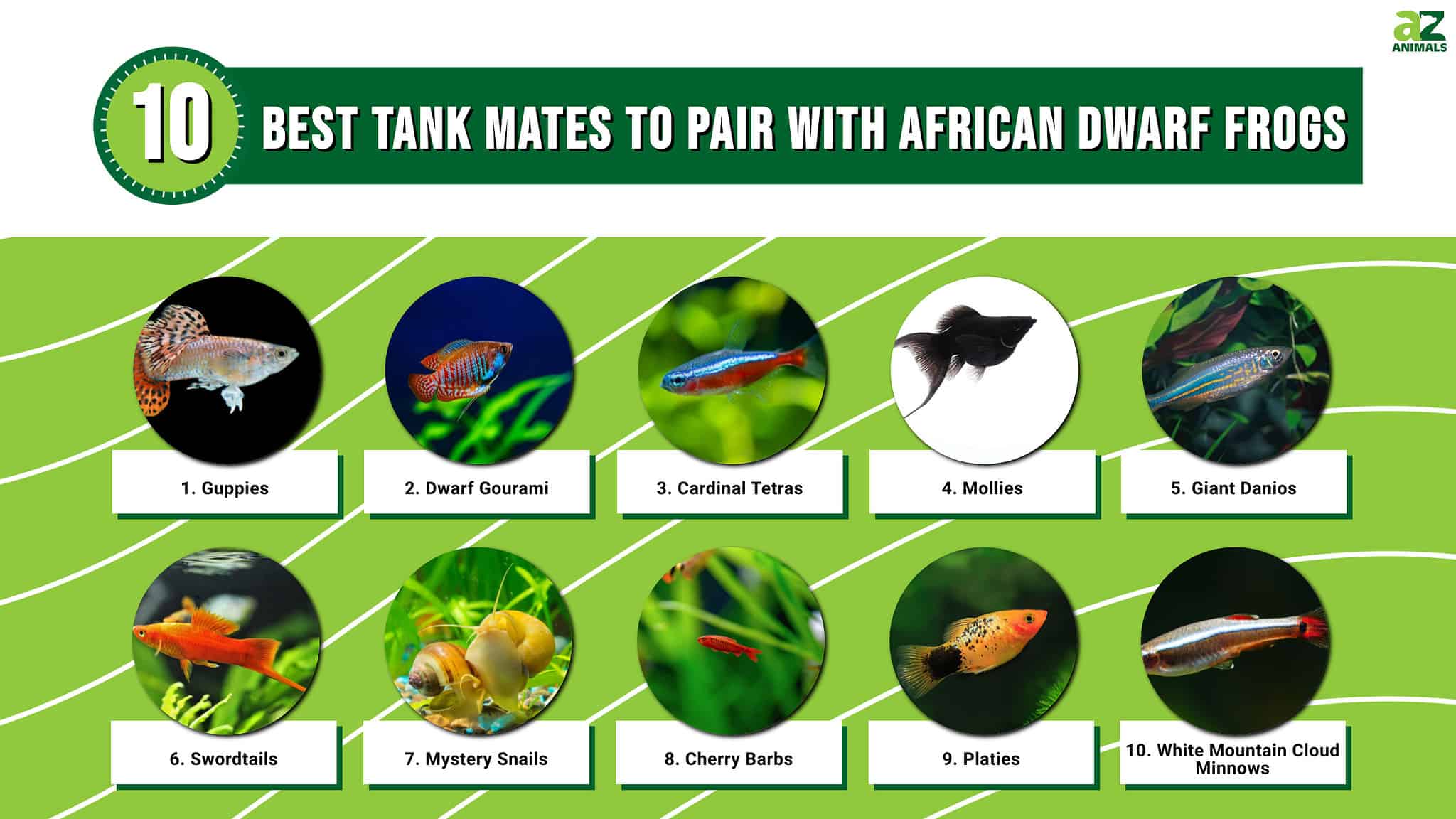 The 10 Best Tank Mates to Pair with African Dwarf Frogs - A-Z Animals