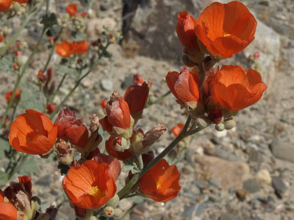 Blooms of the orange wildflower, apricot globemallow (Sphaeralcea ambigua)