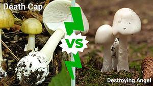 Death Cap Mushrooms vs Destroying Angels Picture