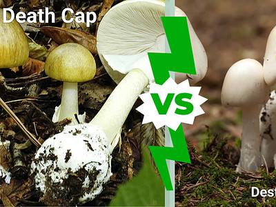 A Death Cap Mushrooms vs Destroying Angels