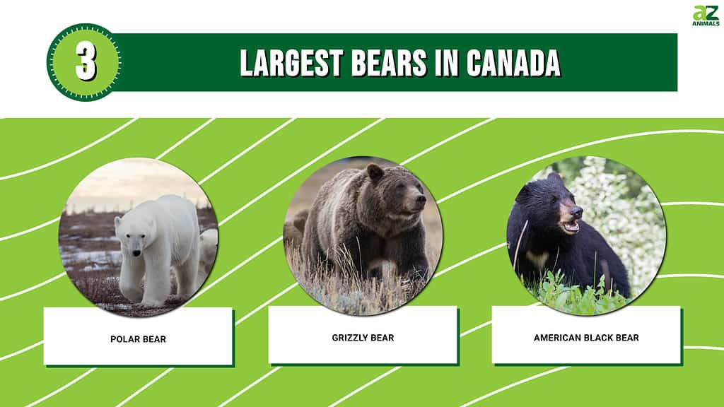 The 3 Largest Bears in Canada Are Massive Forces of Nature - A-Z Animals