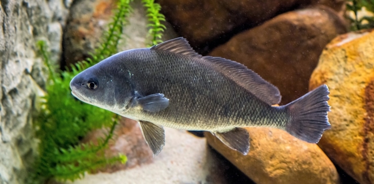 The Largest Freshwater Drum Ever Caught in Pennsylvania Was an Absolute ...