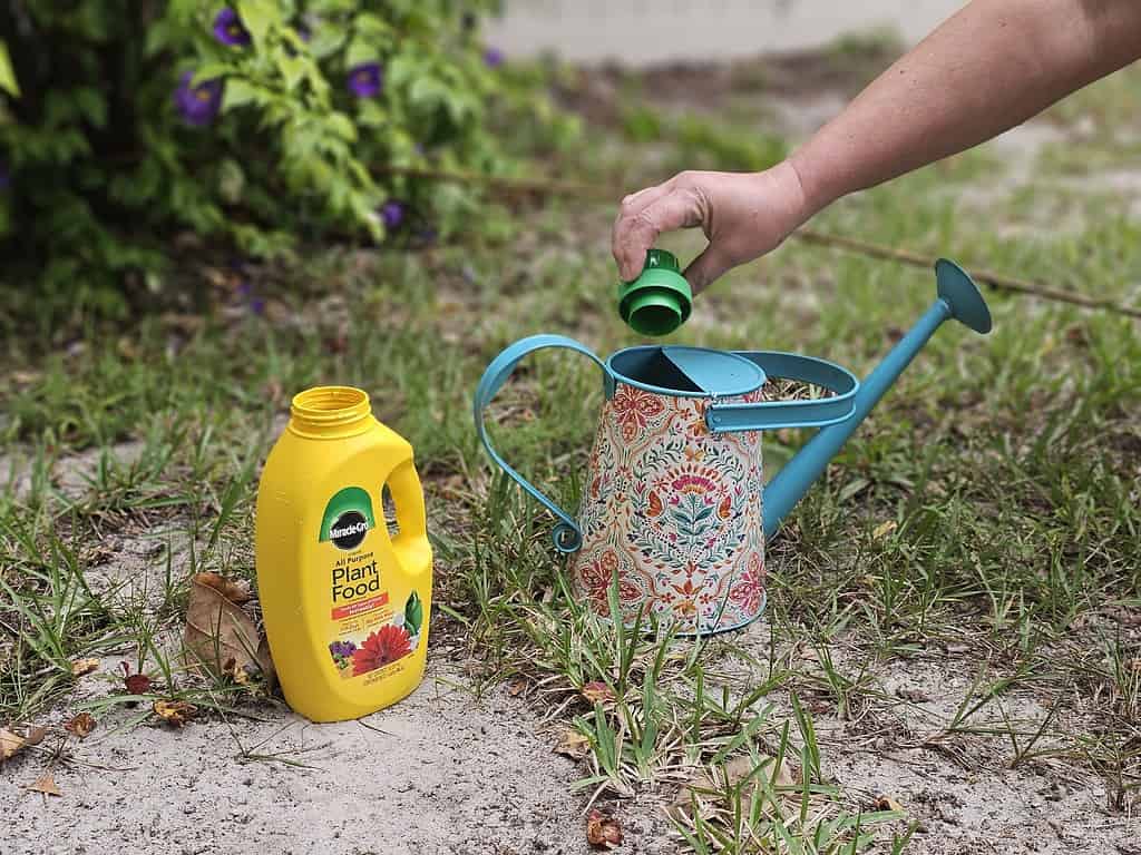 Pouring a cap of Miracle-Gro Plant Food in a watering can.