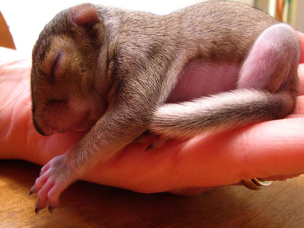 Baby squirrels require care if separated from their mother before a certain age.